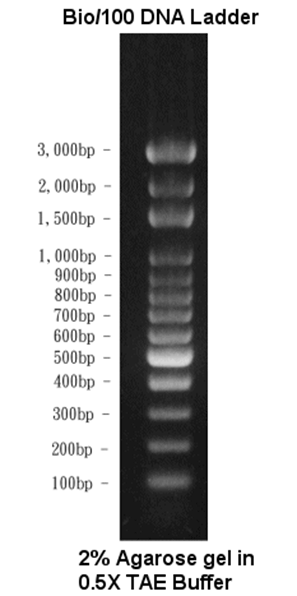Bio/100 DNA Ladder