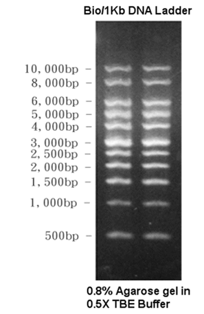 Bio/1Hb DNA Ladder