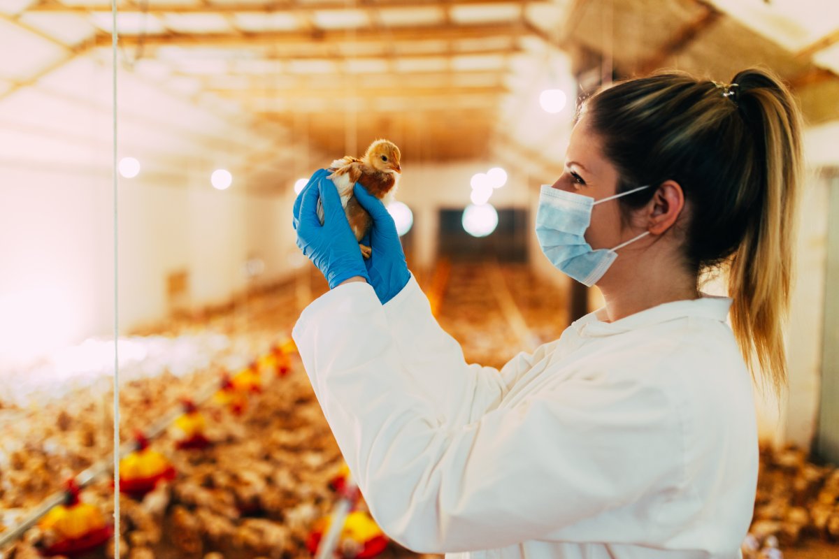 Revolutionising Notifiable Avian Disease Diagnostics - Animal and Plant Health Agency (APHA) Collaboration
