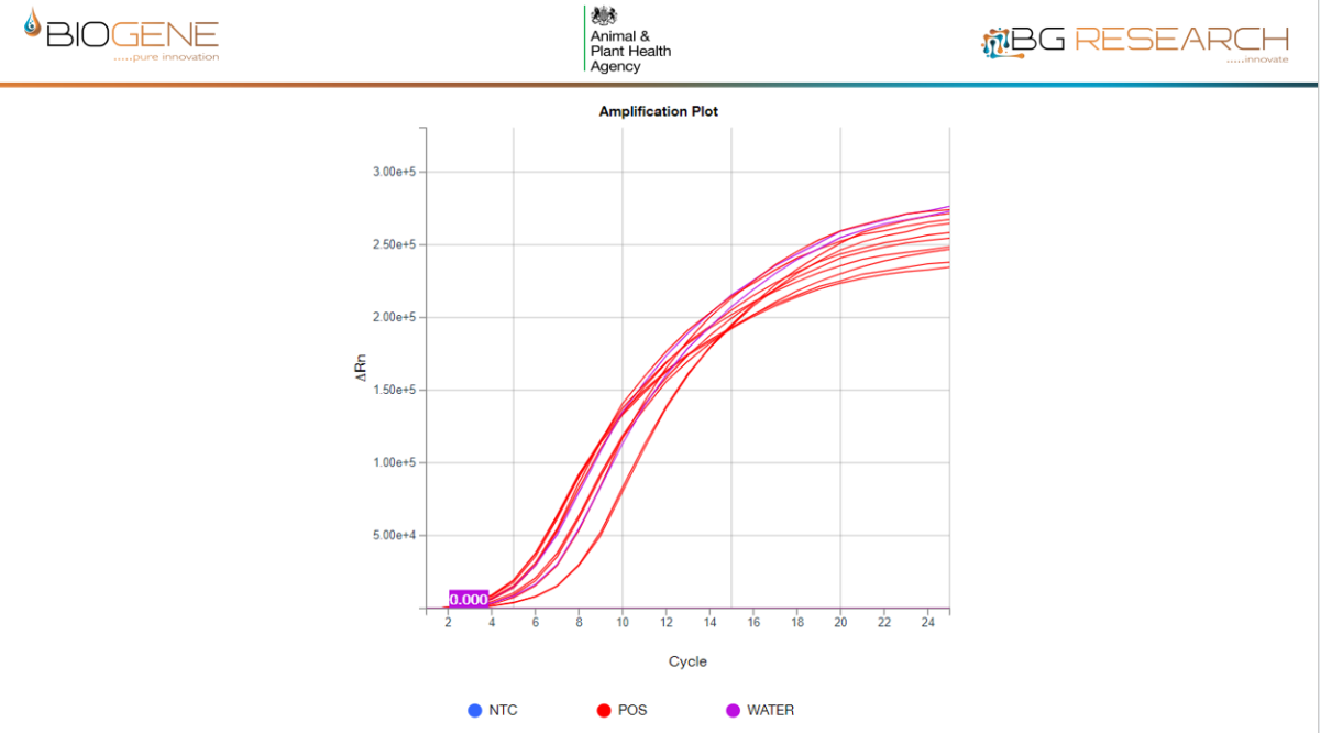 Data shows detection from pooled swabs, where 5 cloacal swabs were pooled and tested. It is also possible to concurrently test the OP and CP swab in the same CENOS XF reaction.