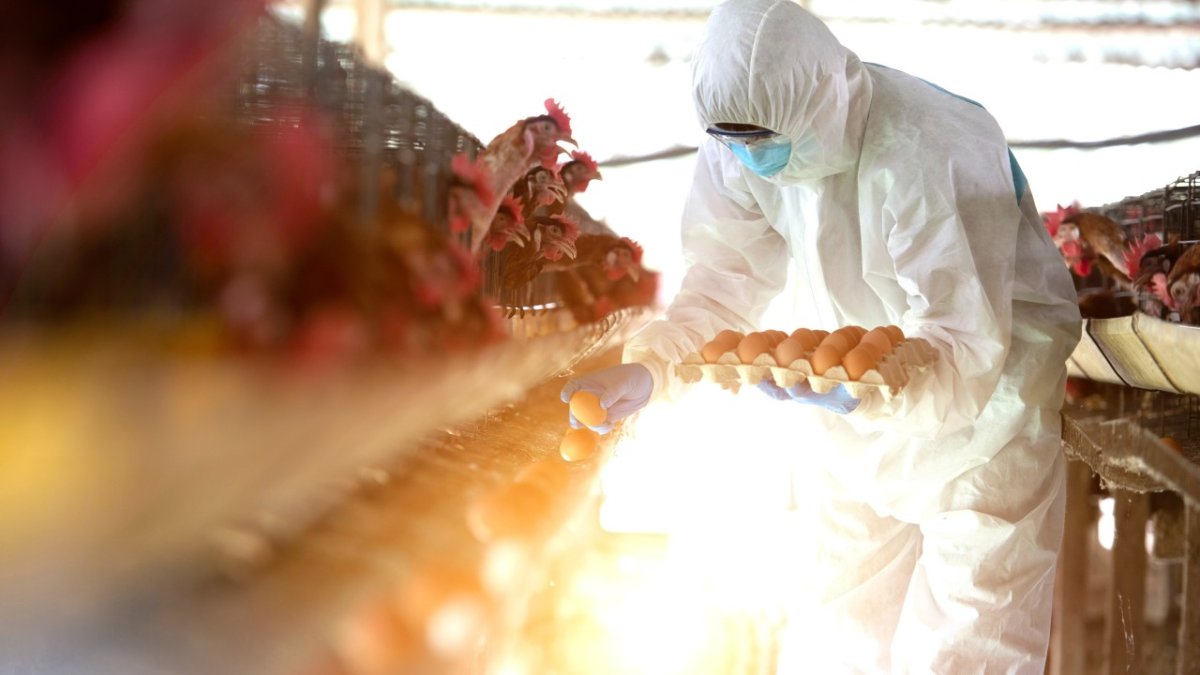 From Laboratory to Field: A New Paradigm for Direct Molecular Detection of Avian Influenza and Newcastle Disease