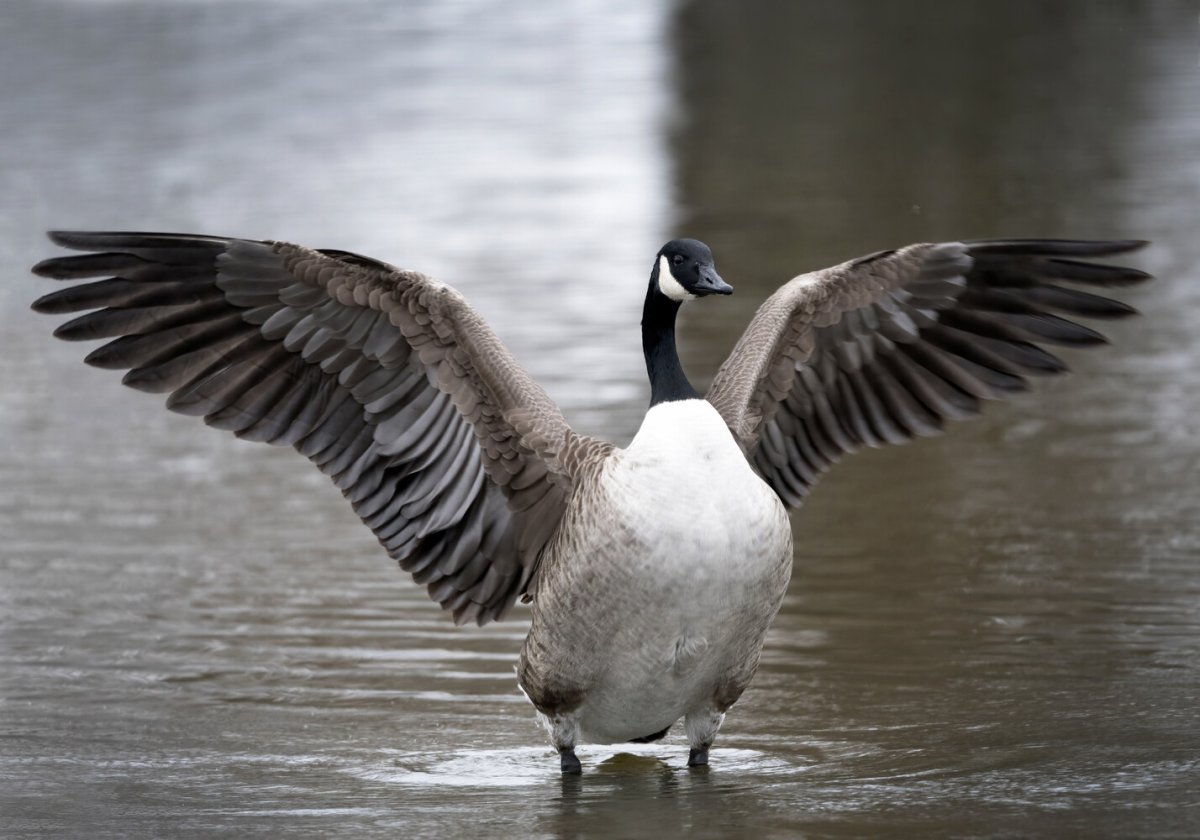 Highly pathogenic avian influenza (HPAIV) H5N1 has expanded dramatically in geographic range in recent years.