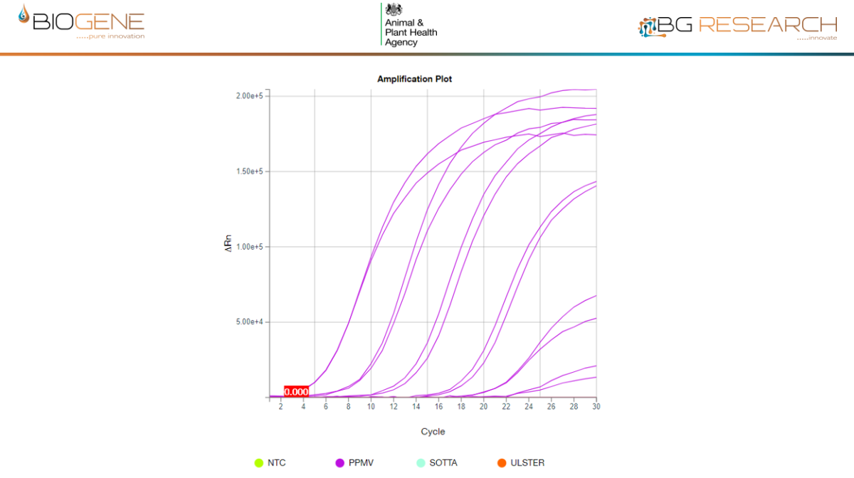 &nbsp;The CENOS XF NDV assay was able to detect the genomic RNA of all 7 Class II genotypes tested. Shown here is a 7-log dilution of unextracted PPMV1 antigen.&nbsp;